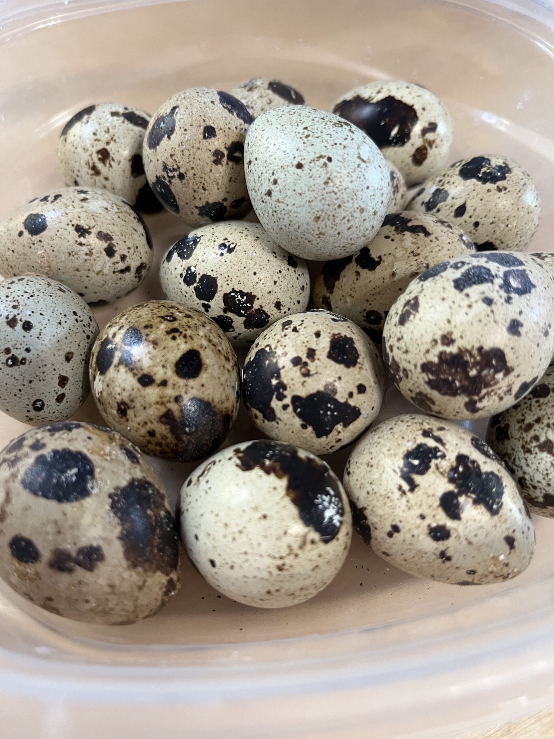 Quail Eggs - Mommie Kate At Grace Mountain Farms